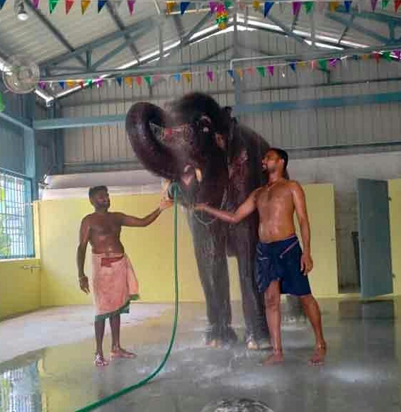 கோவில் யானை நலம்!  வதந்தி வேண்டாம்!