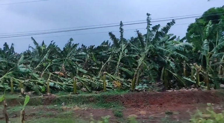 10 நிமிடம் காற்று – 100 ஏக்கர் மரங்கள் நாசம்