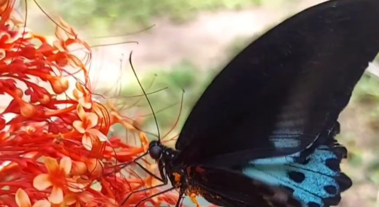 குமரியில் 184 வகையான வண்ணத்துப்பூச்சிகள்