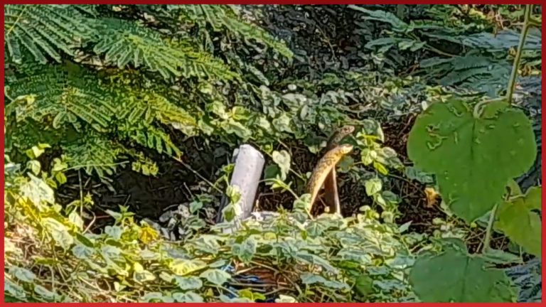 கருக்கங்காட்டூரில் குத்தாட்டம் போட்ட பாம்புகள்