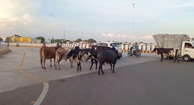 மாடுகளால் மதுரையில் ‘டிராஃபிக் ஜாம்”