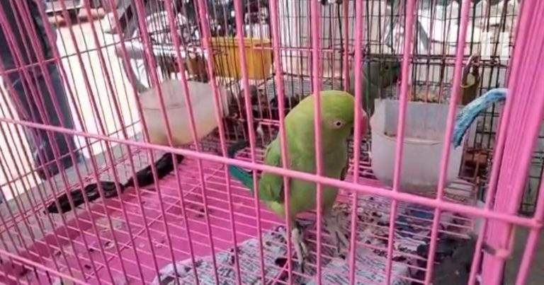 கிளிகள் வனத்துறையிடம் ஒப்படைப்பு